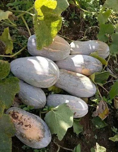 云南哪里可以免费吃瓜,这些地方让你免费畅享夏日清凉 第3张 云南哪里可以免费吃瓜,这些地方让你免费畅享夏日清凉 第3张