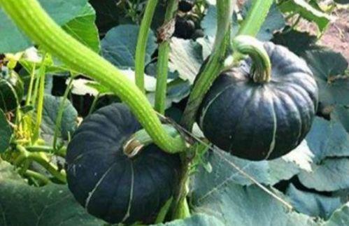 dy网红吃瓜群,揭秘娱乐圈幕后故事